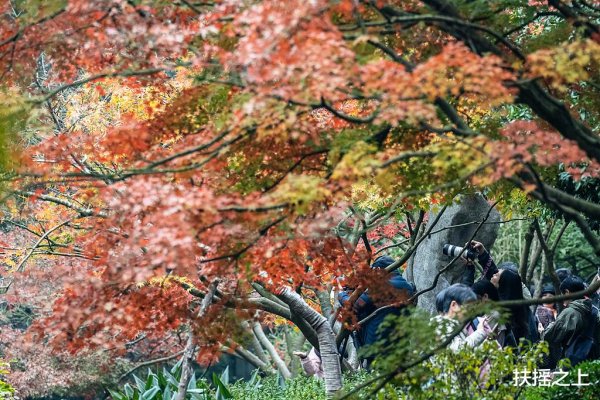 开云体育4月油菜花田漫天彻地！📸 机位：村口板凳桥俯拍-开云